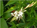 gaura